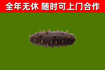 上蔡县回收海参干